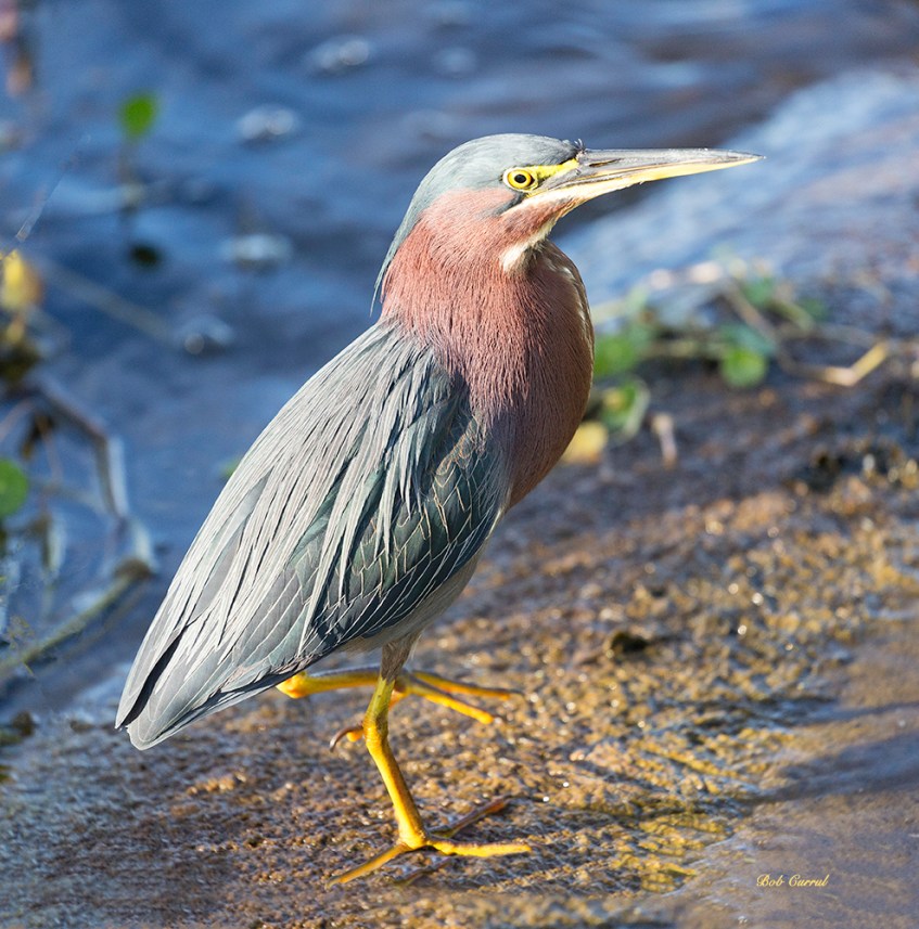 photo of Green Heron on Culvert