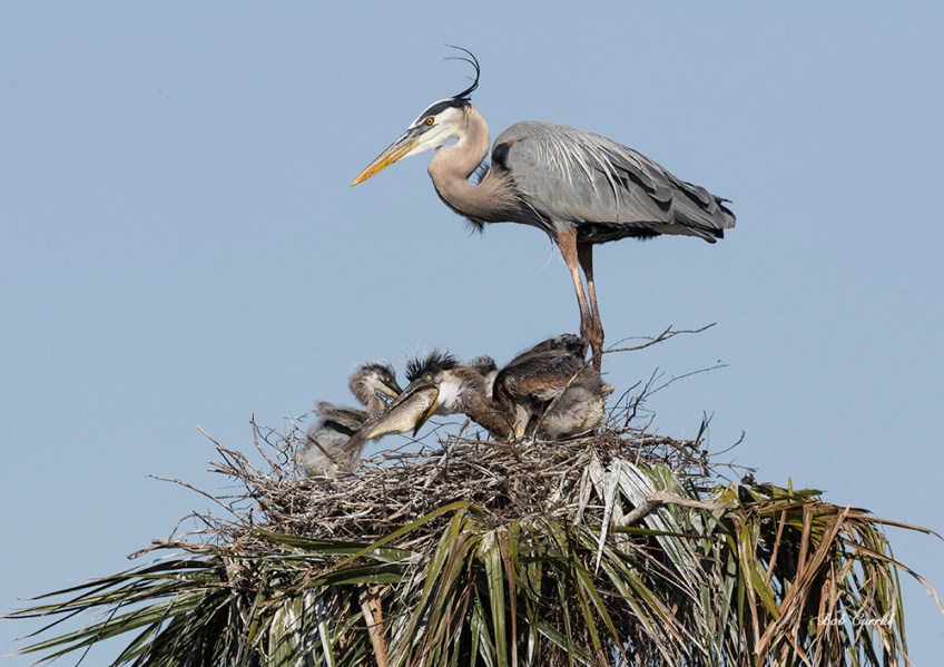 photo of Blue Heron chick swallowing fish