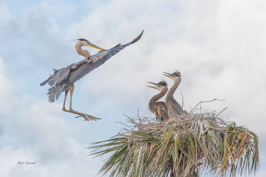 photo of Great Blue Heron returning to Chicks