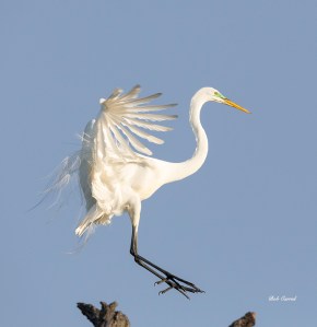 photo of Great Egret Landing