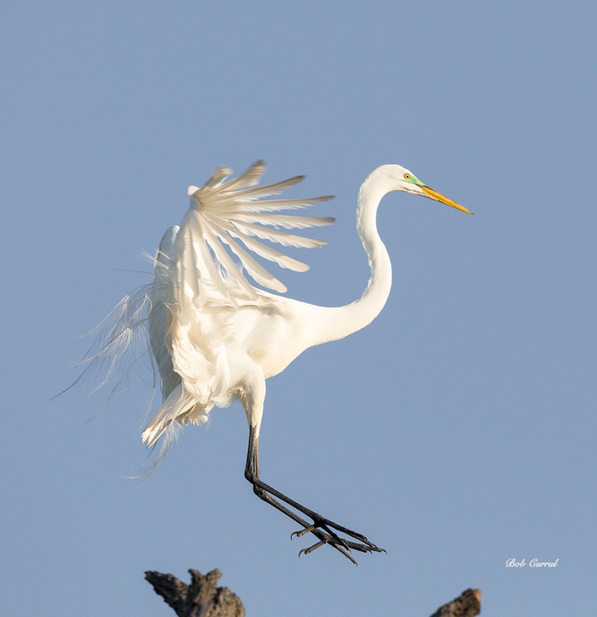 photo of Great Egret Landing