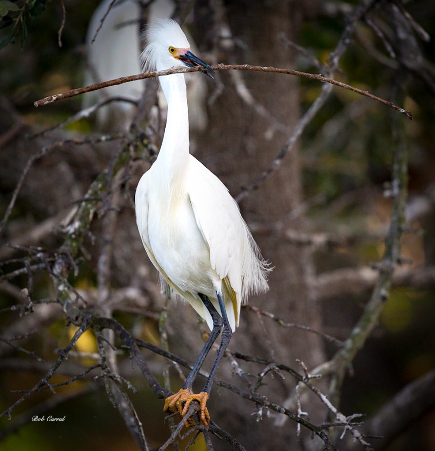 photo of Snowy Egret with twig