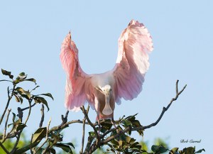 photo of Roseate Spoonbill on display