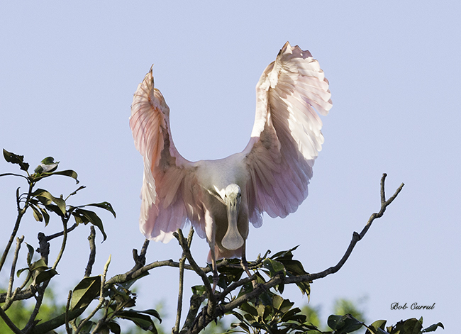 photo of Roseate Spoonbill on display