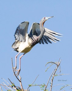 photo of Tricolor heron Taking off.
