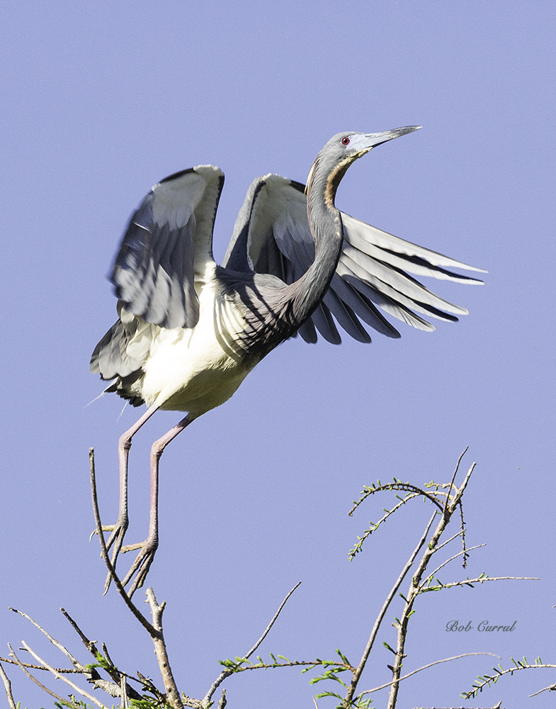 photo of Tricolor heron Taking off.