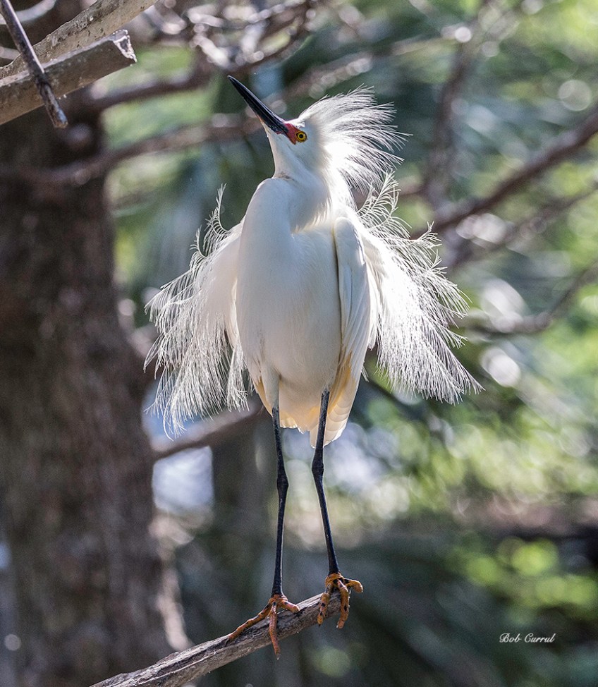 photo of Snowy Egret