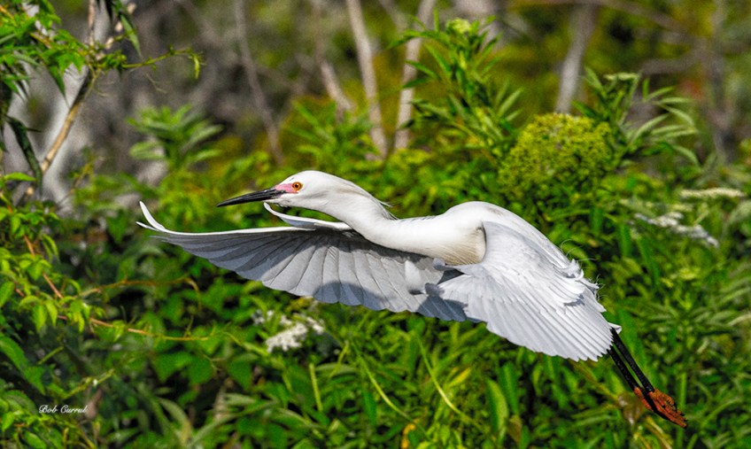 photo of Snowy Egret taking off