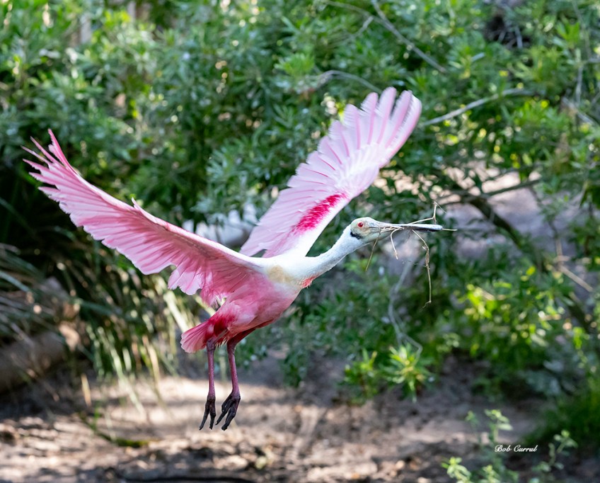 photo of Roseate Spoonbill taking off with twig