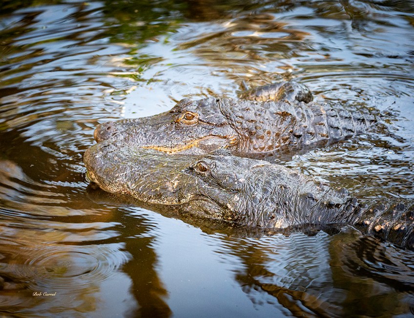 photo of Gators together