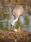 photo of Newly Hatched Sandhill Crane Chick