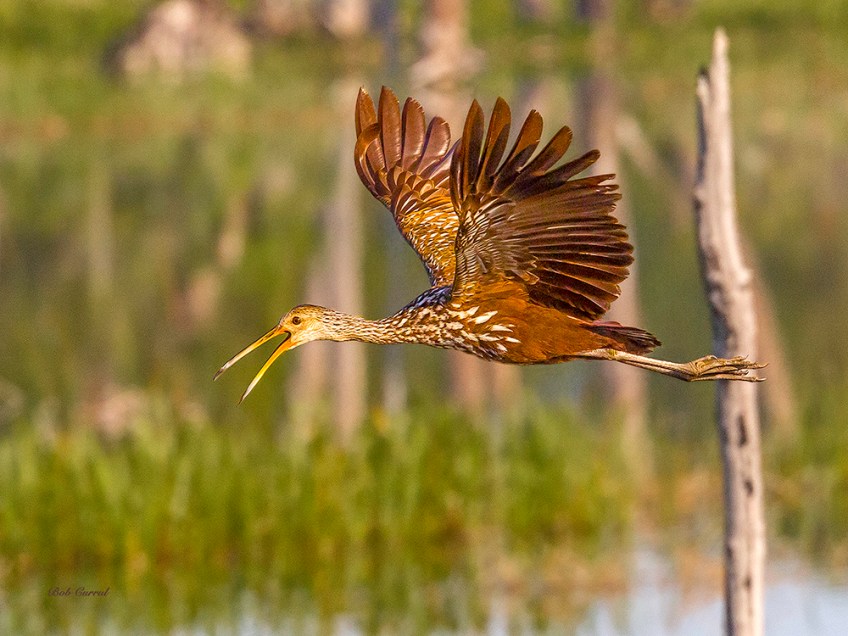 photo of Limpkin in Flight