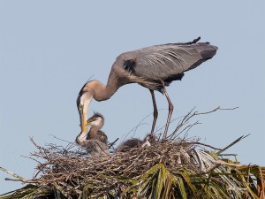 photo of Blue Heron feeding chick in Nest