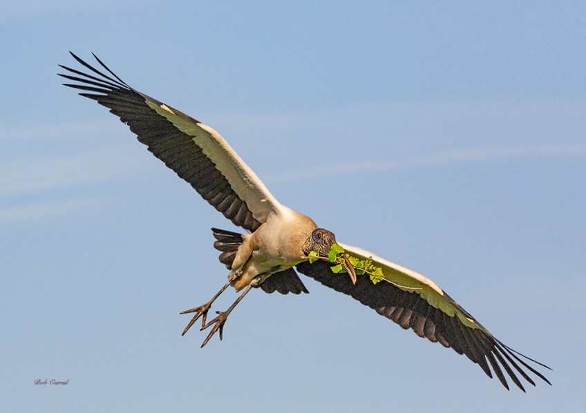 photo of Wood Stork flying with Branch