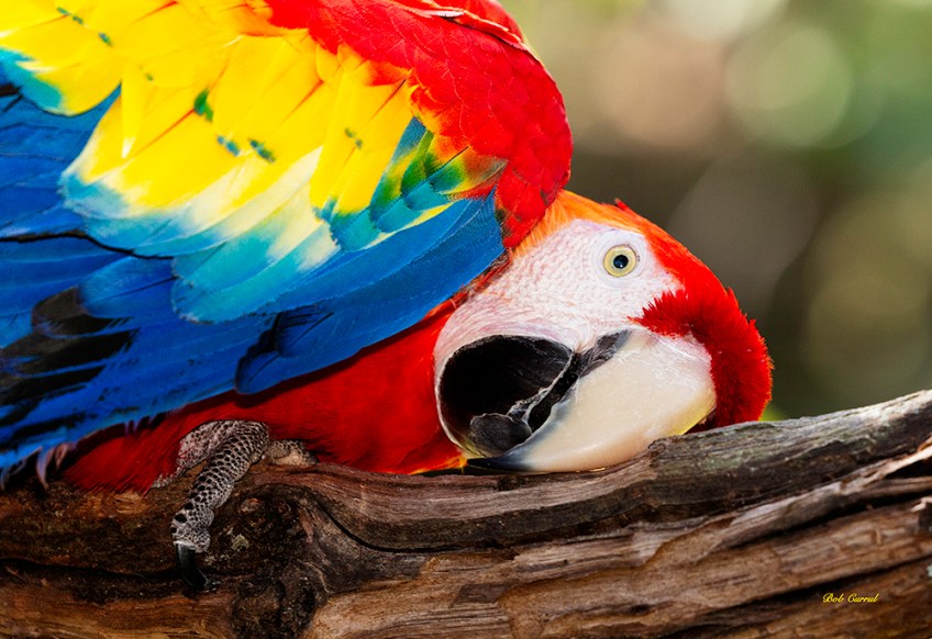 photo of Scarlet Macaw on perch