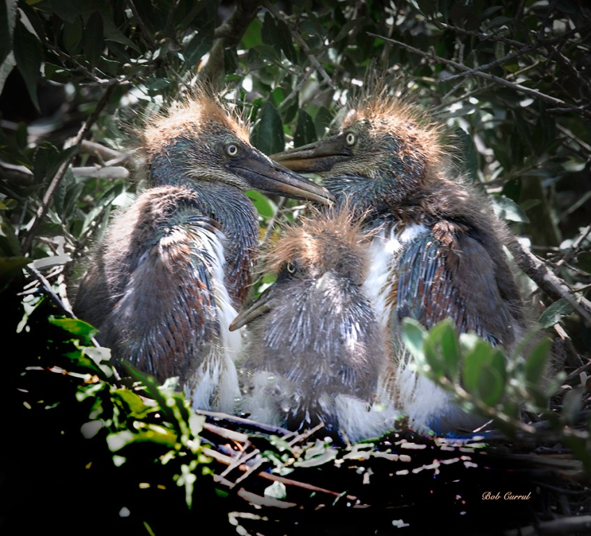 photo of Three Tricolor Heron Chicks in Nest