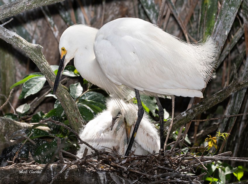 photo of Snowy Egret with two chicks in nest