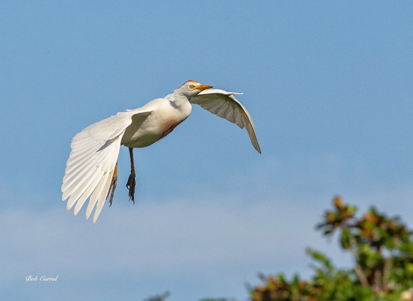 photo of Cattle Egret in Flight