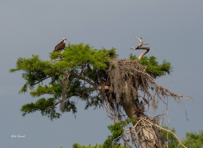 photo of Osprey in Cypress