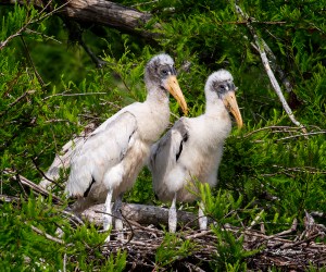 photo of Two Wood Stork Chicks