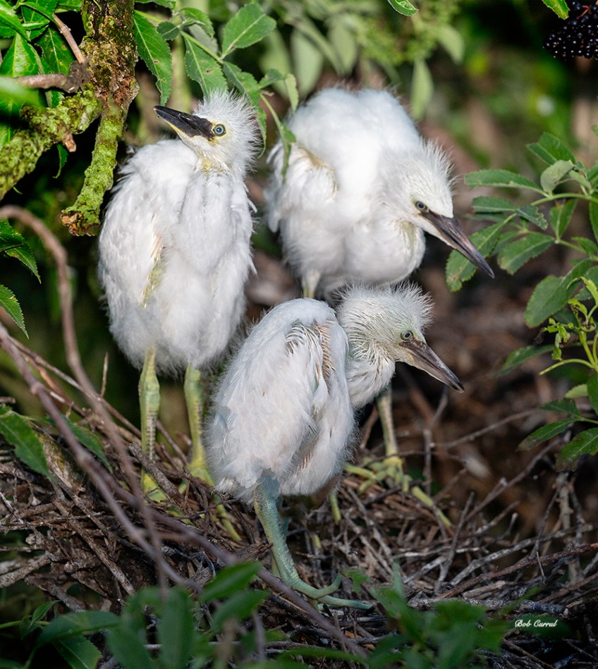 photo of Three Snowy Egret Chicks in Nest