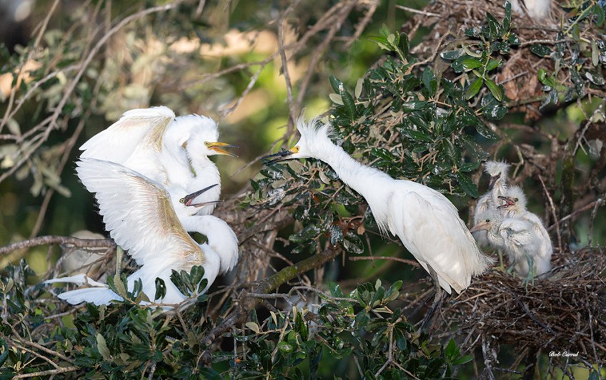 photo of Snowy Egrets
