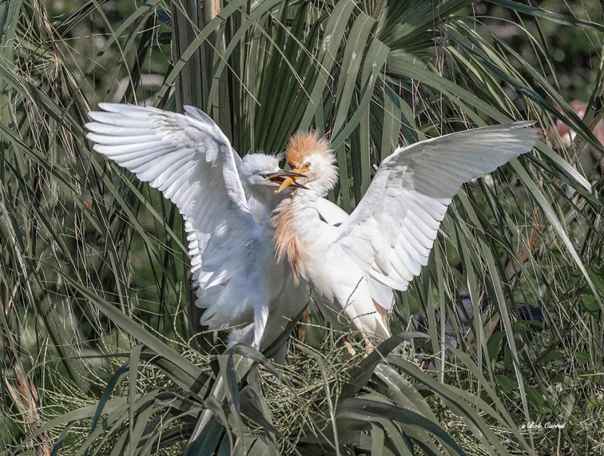 photo of Cattle Egret chick demanding food from parent