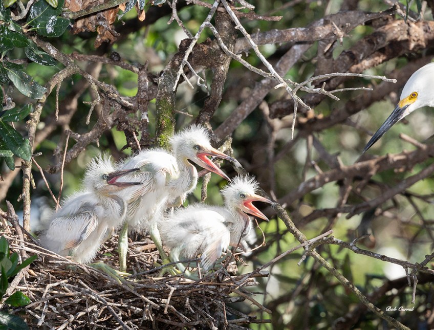 photo of Three Snowy Egret chicks with Parent