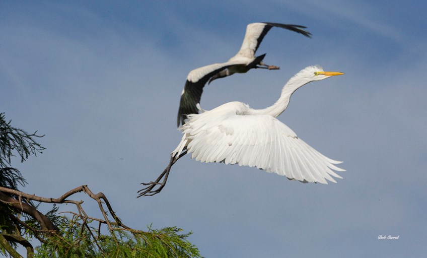photo of Great Egret taking off with Wood Stork in Background