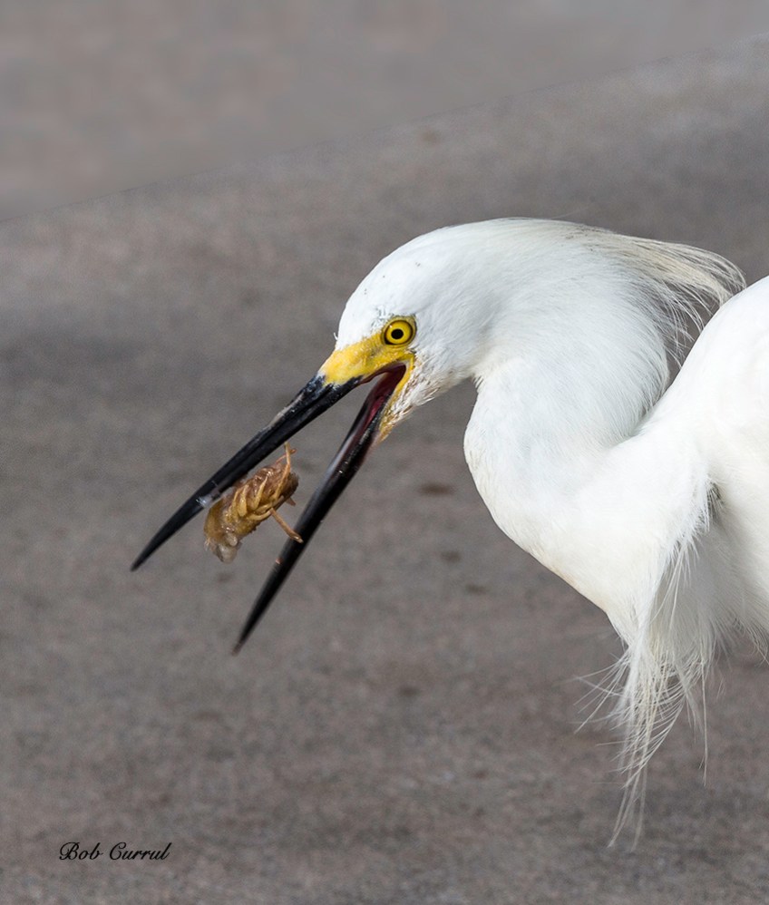 Photo of Snowy Egret with shrimp
