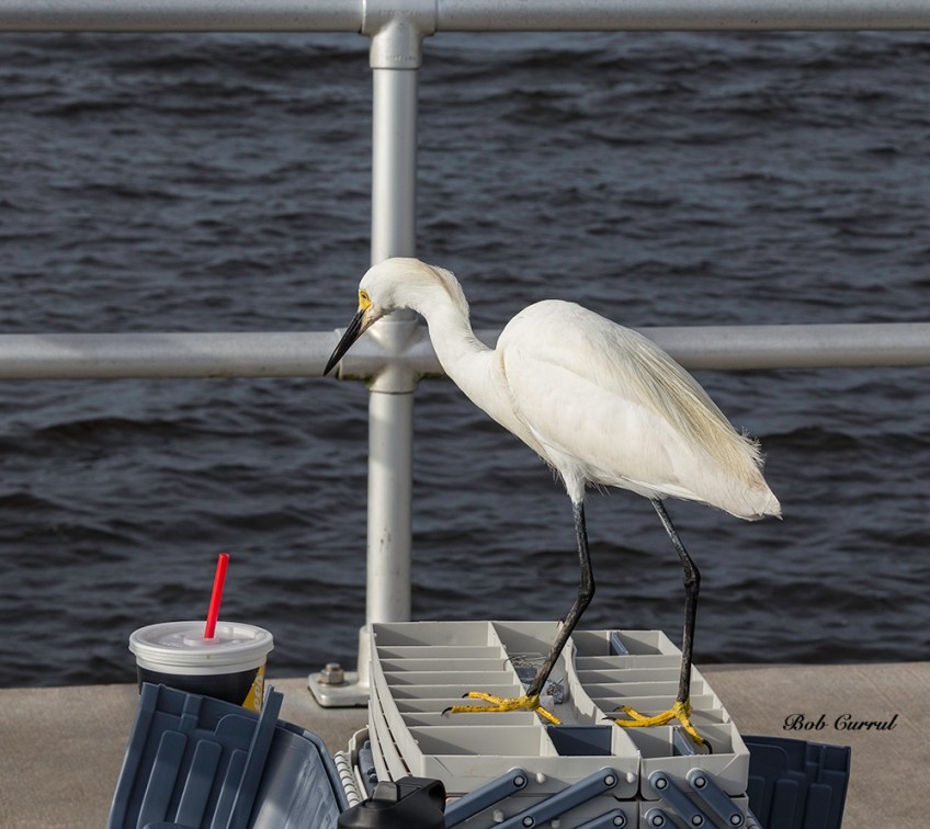 photo of Snowy Egret on Tackle Box