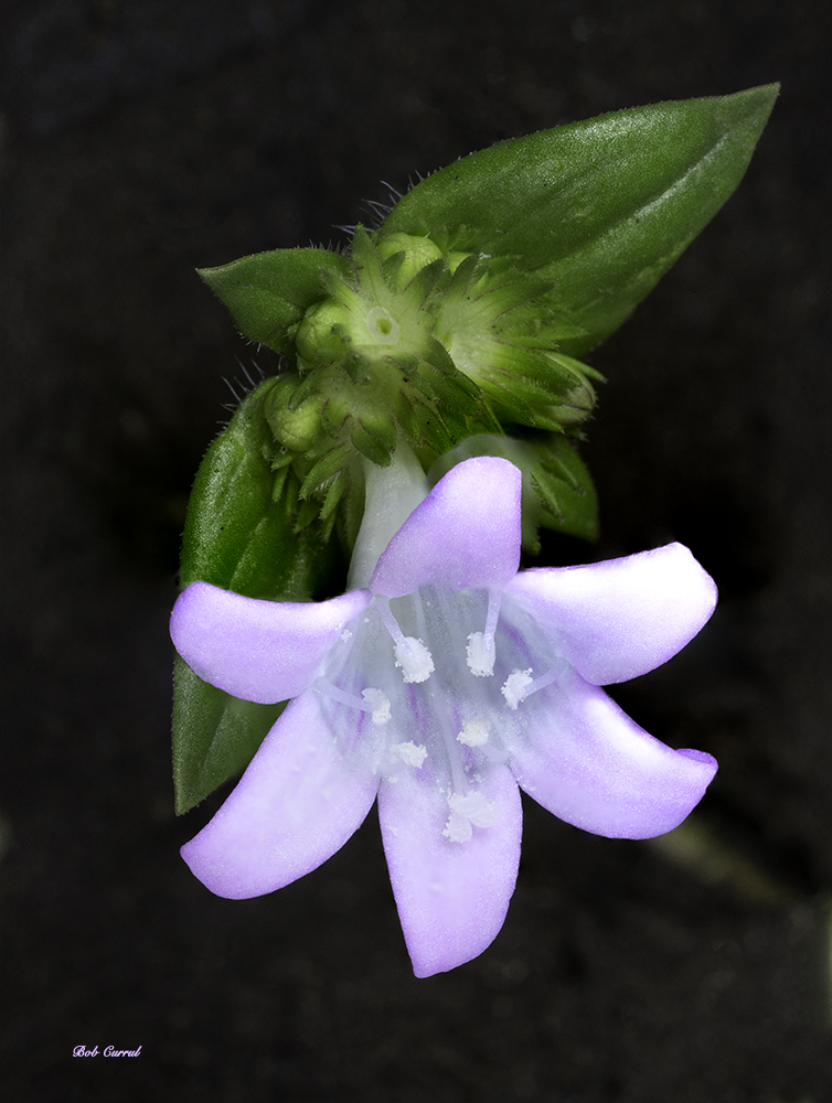 photo of Wild flower @ 1/2 inch in diameter