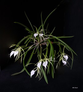 photo of small white orchids
