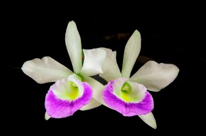photo of Orchids