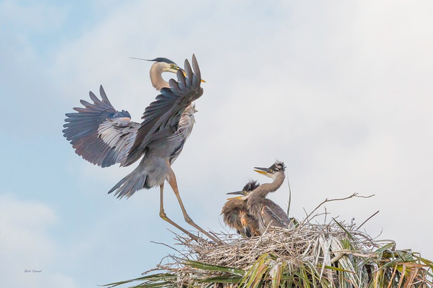 photo of Great Blue Returning to Chicks
