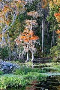 photo of Lake Disston ShoreLake Disston Shore