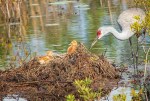 photo of Sandhill with Two Chicks