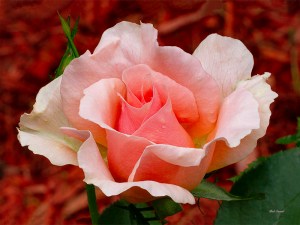 Photo of Rose