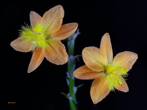 photo of Bulbine taken at 1X