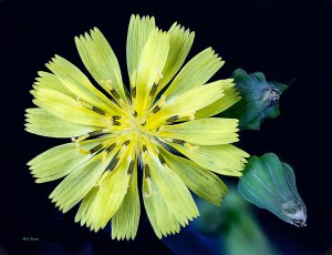 photo of Broadleaf Plantain [lawn weed] taken at2.3 X