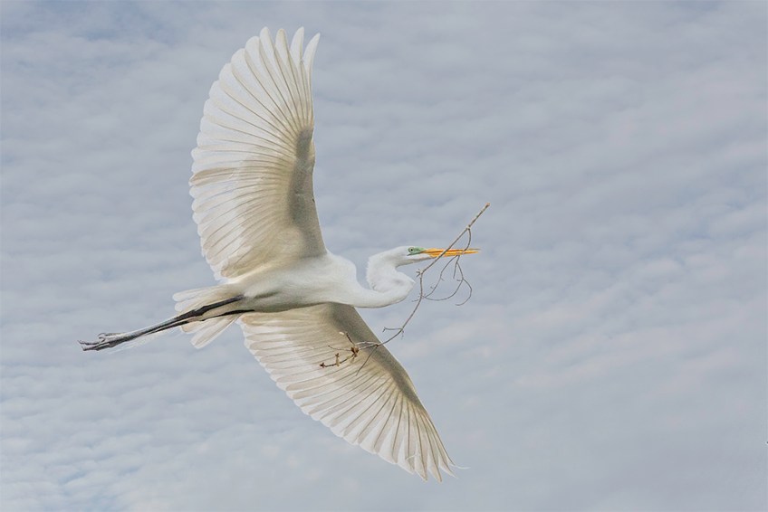 Photo of Great Egret Flying with Branch
