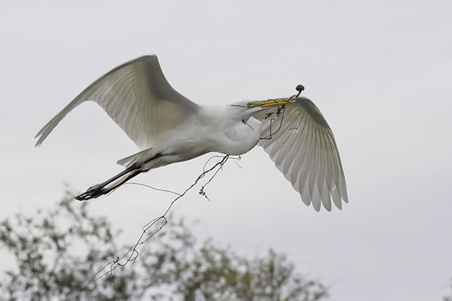 Photo of Great Egret with Vines