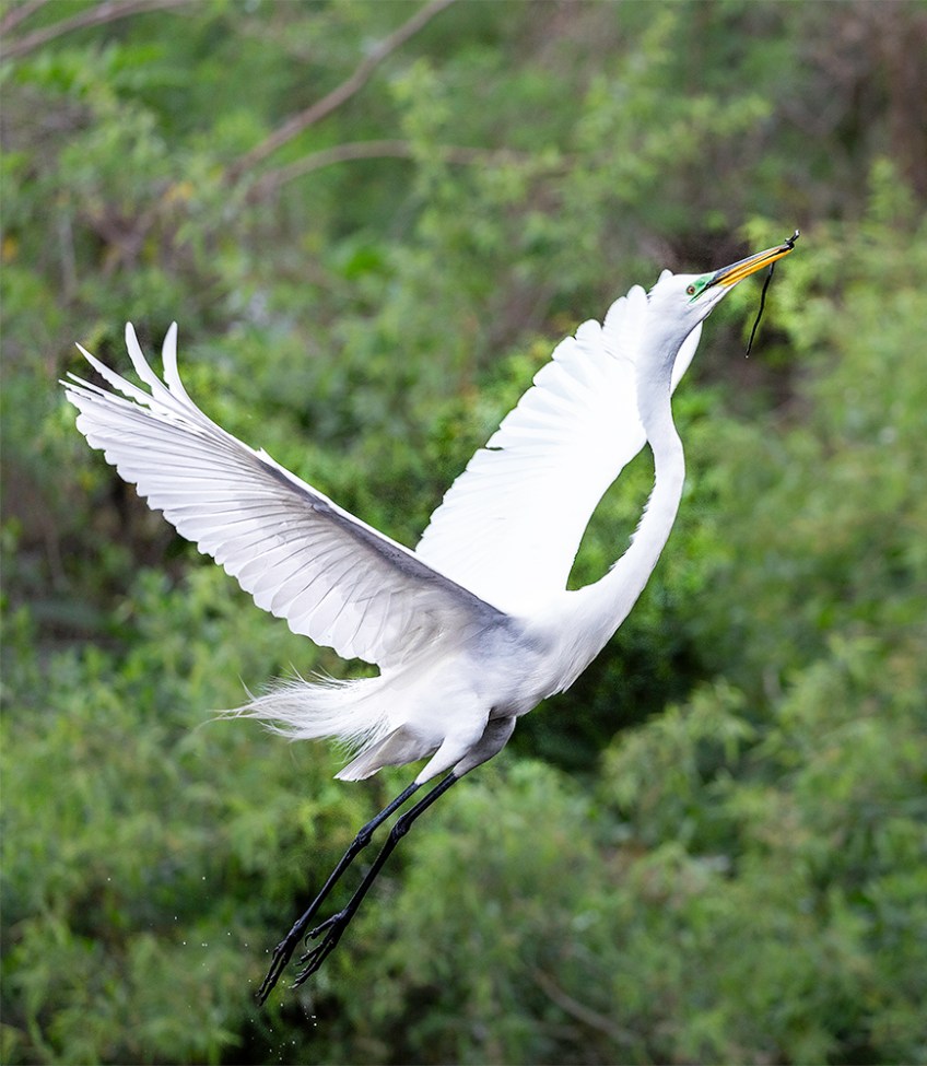photo of Great Egret Taking off