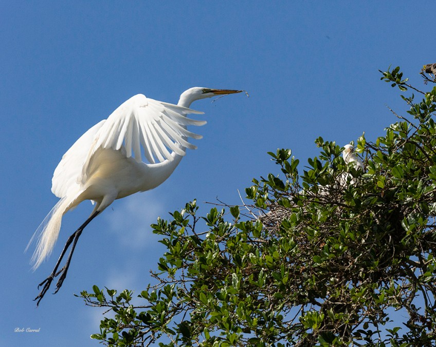 photo of Great Egret Nestbound