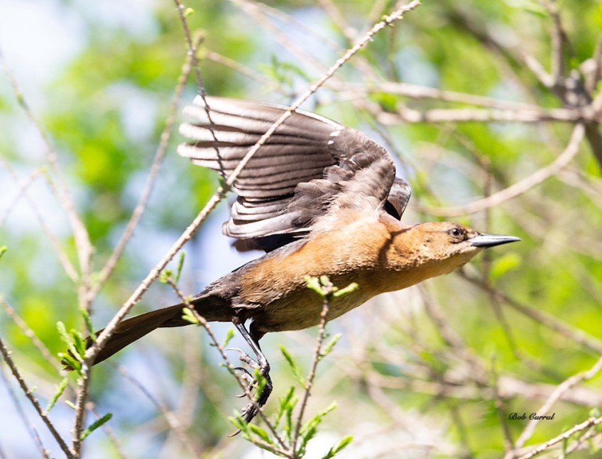 photo of Grackle in Flight