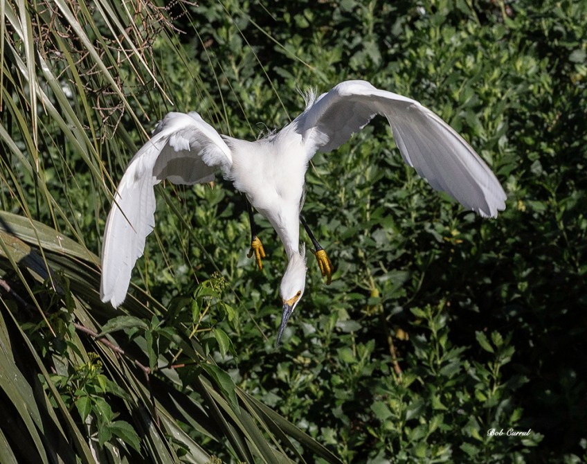 photo of Snowy Egret Diving