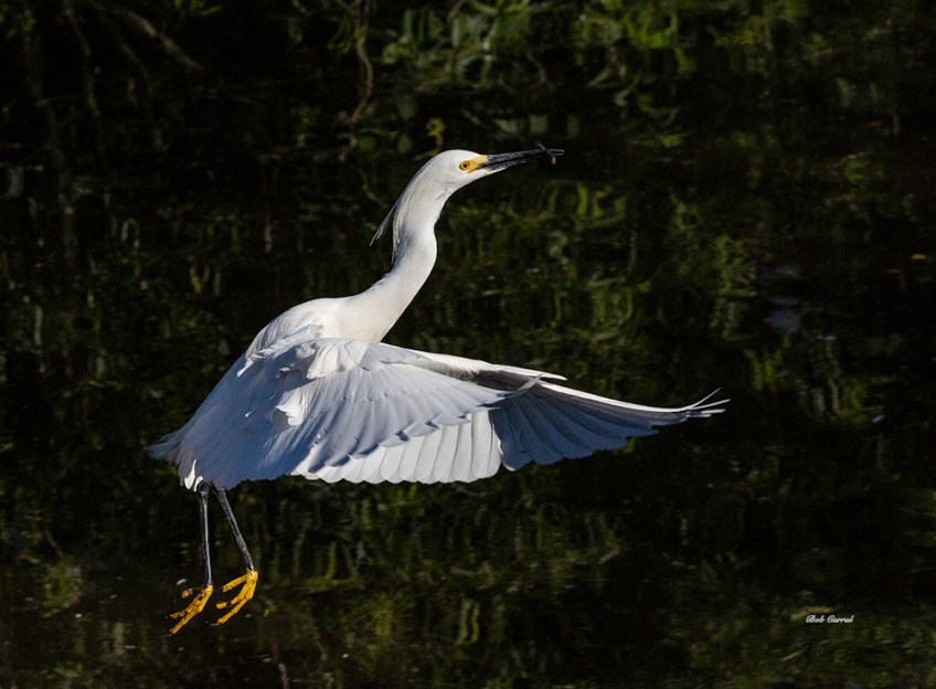 photo go Snowy Egret Taking Off