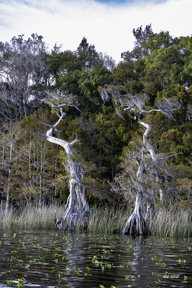 photo of Lake Disston Cypress