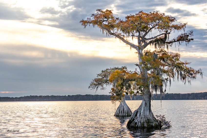photo of Cypress in Lake Disston