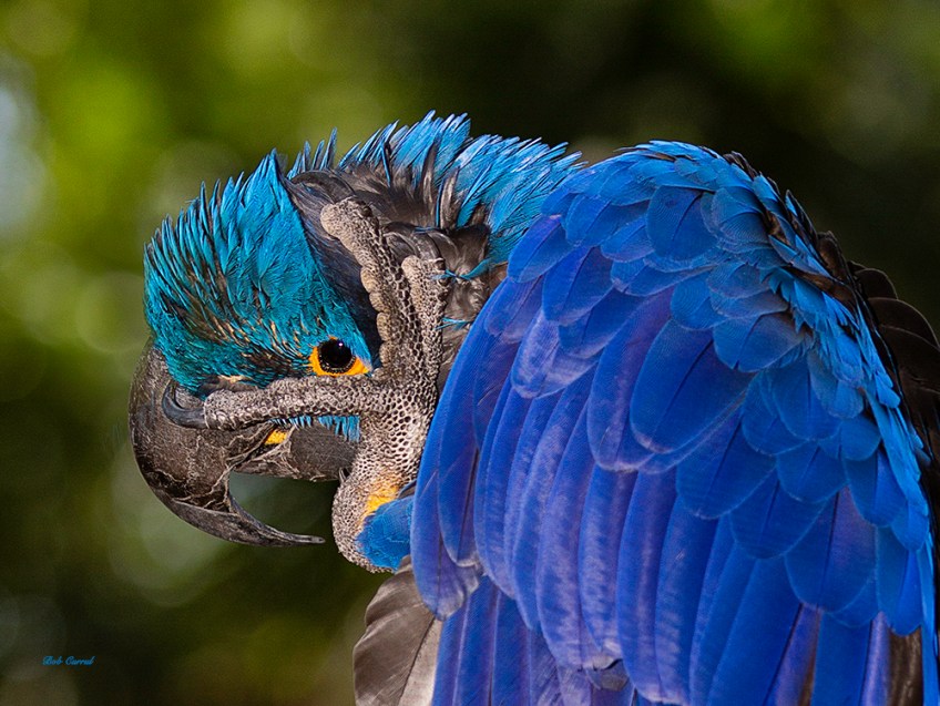 Photo of Hyacinth Macaw